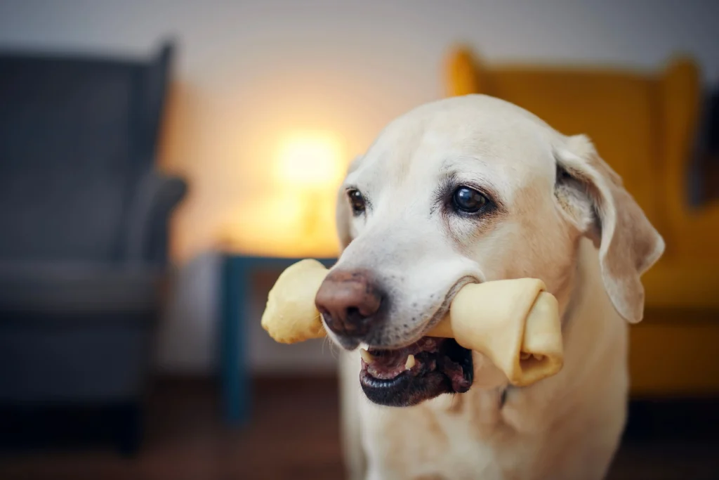 Perro con hueso de juguete en la boca