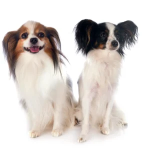 Alimentación perros