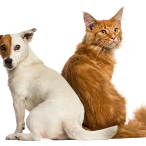 Alimentación perro/gato