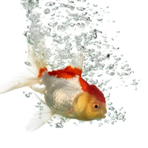 Alimentación peces y reptiles