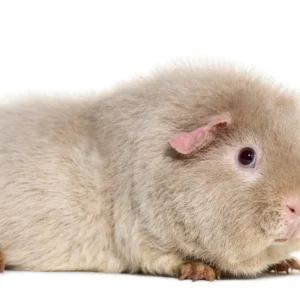 Alimentación roedores